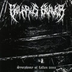 Belarus Beaver - Symphony of the Fallen Trees
