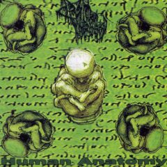 Drain of Impurity - Human Anatomy Drain of Impurity - Human Anatomy